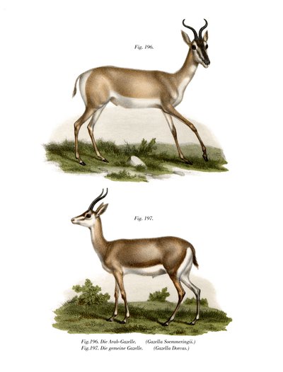Somali Soemmerring Gazelle by German School